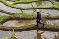 The Farmer planting on the organic paddy rice farmland