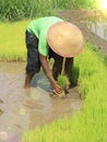 The Farmer planting on the organic paddy rice farmland