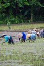 The Farmer planting on the organic paddy rice farmland in jogja, Indonesia. Yogyakarta - Indonesia. December 9, 2021