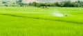 The Farmer planting on the organic paddy rice farmland