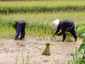 Farmer planting outdoor rice