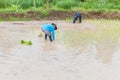 Farmer planting on the paddy rice farmland