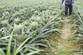 Farmer planting pineapple fruit