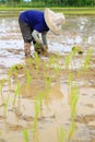 Farmer planting rice Royalty Free Stock Photo