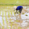 Farmer planting rice Royalty Free Stock Photo
