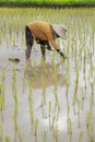 Farmer planting rice Royalty Free Stock Photo