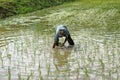 Farmer planting rice Royalty Free Stock Photo