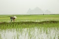 Farmer on vast Paddy field planting rice Vietnam Royalty Free Stock Photo