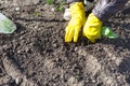 Farmer planting seedlings of cabbage