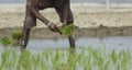 Farmer planting small green corp plants on a muddy field for agriculture