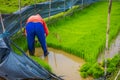 Farmer planting small green plants of rice in a a flooded land in terraces, Ubud, Bali, Indonesia