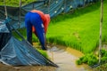 Farmer planting small green plants of rice in a a flooded land in terraces, Ubud, Bali, Indonesia