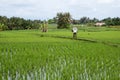 Farmer Planting Tegallalang Rice Terraces in Bali