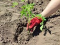 Farmer planting tomatoes seedling in organic garden or greenhouse Royalty Free Stock Photo