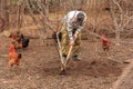 A farmer planting walnut tree