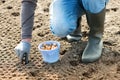 Farmer planting white onion seeds into the field