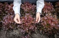 Farmer planting young checking quality of red lettuce