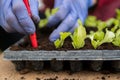 Farmer planting young seedlings of lettuce salad Royalty Free Stock Photo