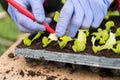 Farmer planting young seedlings of lettuce salad Royalty Free Stock Photo