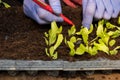 Farmer planting young seedlings of lettuce salad Royalty Free Stock Photo