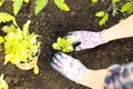 Farmer planting young seedlings of lettuce salad in the vegetable garden. Organic gardening concept