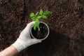 Farmer planting young seedlings of tomato plant in the vegetable garden. Flat lay style. Royalty Free Stock Photo