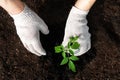 Farmer planting young seedlings of tomato plant in the vegetable garden. Flat lay style. Royalty Free Stock Photo