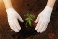 Farmer planting young seedlings of tomato plant in the vegetable garden in sunset light. Vintage look. Royalty Free Stock Photo