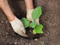 Farmer plants eggplant seedlings Royalty Free Stock Photo