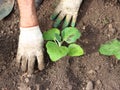 Farmer plants eggplant seedlings Royalty Free Stock Photo