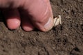 A farmer plants a germinating seed in the ground