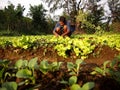 A farmer plants lettuce sprouts at a vegetable farm.