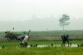 Farmer plants paddy onus in Royalty Free Stock Photo