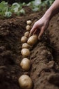 A farmer plants potatoes in the ground, Generative AI Royalty Free Stock Photo