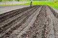 Farmer plants potatoes in ground