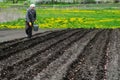 Farmer plants potatoes in soil