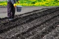 Farmer plants potatoes in soil