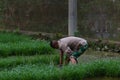 Farmer plants rice in rural China