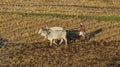 Farmer ploughing field by bulls-India Royalty Free Stock Photo