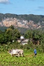 Farmer ploughing the field at a tobacco plantation in Cuba