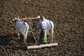 Farmer ploughing field with two bulls in Myanmar