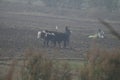 farmer is ploughing fields with ox in rural punjab, pakistan