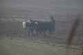 farmer is ploughing fields with ox in rural punjab, pakistan