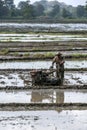 A farmer ploughs a rice paddy field in Sri Lanka.