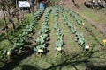 The farmer plowed and sowed the seeds. now the vegetables grow healthy and strong in the spring in the garden Royalty Free Stock Photo