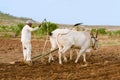 Farmer plowing with bulls and wooden plough