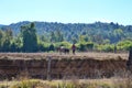 Farmer plowing field with horses Royalty Free Stock Photo