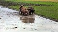 Farmer plowing a field using traditional tools Royalty Free Stock Photo