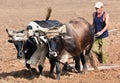 Farmer plowing his field in Cuba