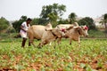 Farmer Plowing